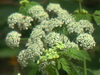 Cicuta/Poison Hemlock