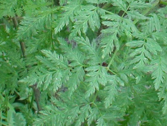 Cicuta/Poison Hemlock