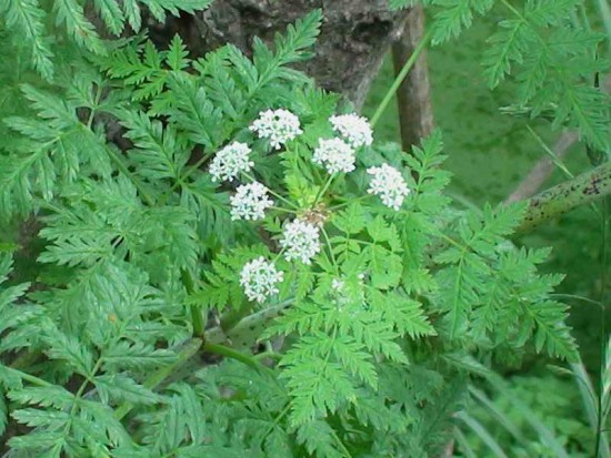 Cicuta/Poison Hemlock