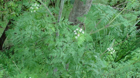 Cicuta/Poison Hemlock