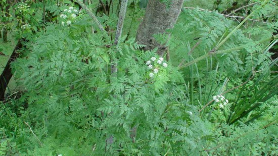 Cicuta/Poison Hemlock