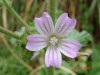 Malva/Common mallow