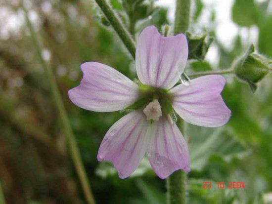 Malva/Common mallow