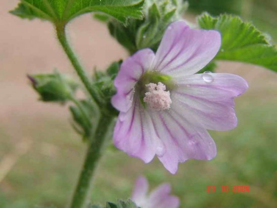 Malva/Common mallow