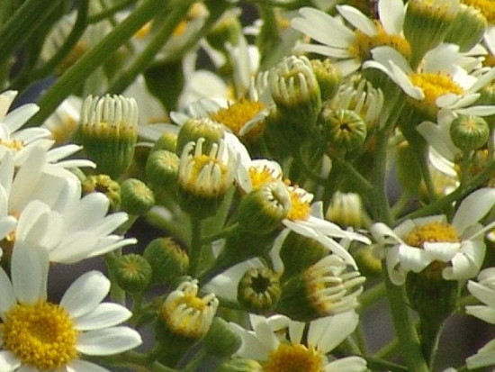 Margarita de bañado/Groundsel