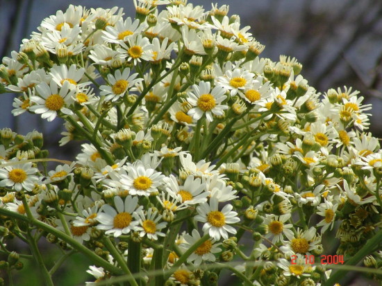 Margarita de bañado/Groundsel