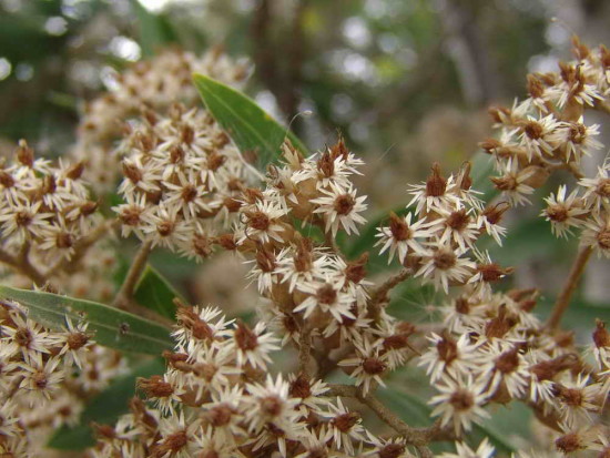 Margarita de bañado/Groundsel