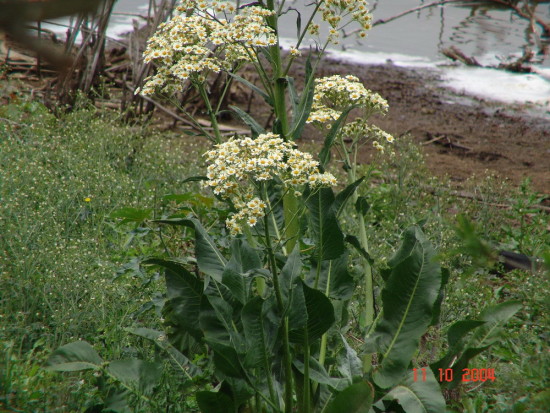 Margarita de bañado/Groundsel