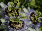 Mburucuyá/Passion flower