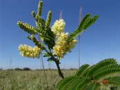 Ñapinday/Acacia bonariensis