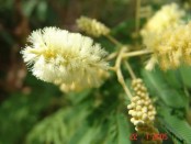 Ñapinday/Acacia bonariensis