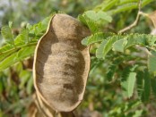 Ñapinday/Acacia bonariensis