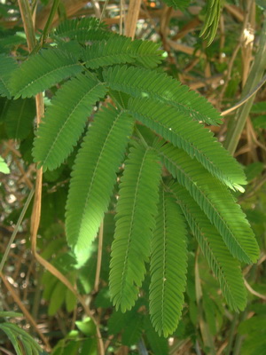 Ñapinday/Acacia bonariensis