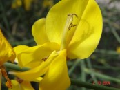 Retama de olor/Spanish broom