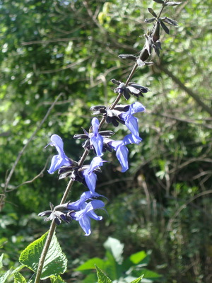 Salvia azul/Blue anise sage