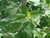 Salvia azul/Blue anise sage