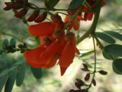 Seibillo/Scarlet wisteria