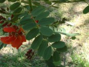 Seibillo/Scarlet wisteria