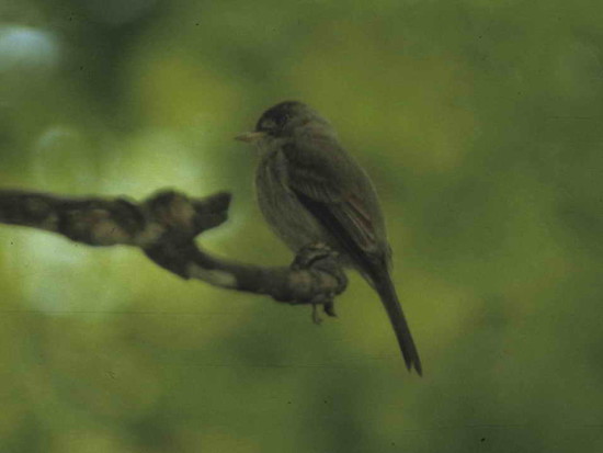 Burlisto chico/Tropical Pewee