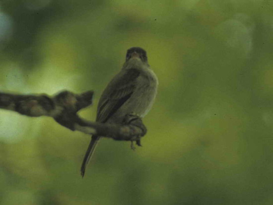 Burlisto chico/Tropical Pewee