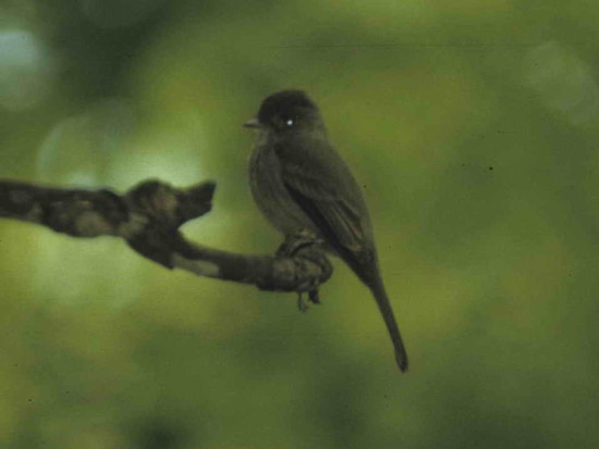 Burlisto chico/Tropical Pewee