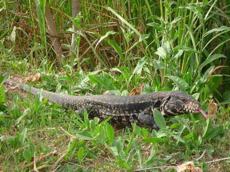 Lagarto overo/Black and White Tegu