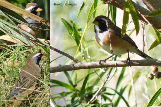 Pepitero chico/Many-coloured Chaco Finch