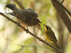 Arañero cara negraP/Masked YellowthroatP