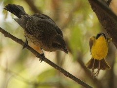 Arañero cara negraP/Masked YellowthroatP