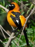 Matico/Orange-backed Troupial