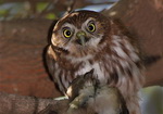 Caburé chico/Ferruginous Pygmy-Owl