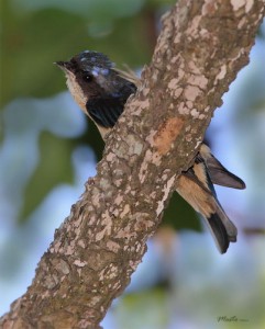 Saíra de antifaz/Fawn-breasted Tanager