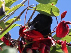 Boyero negro/Solitary Cacique