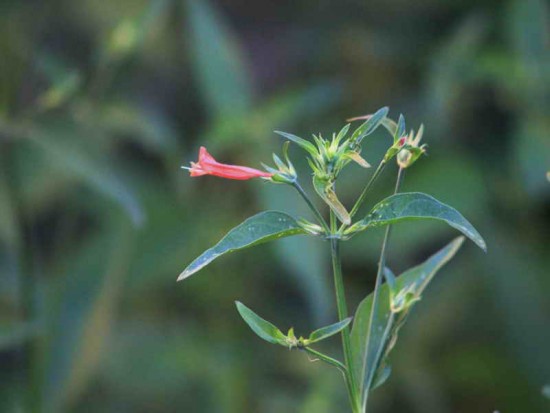 Canario rojo/Dicliptera tweediana