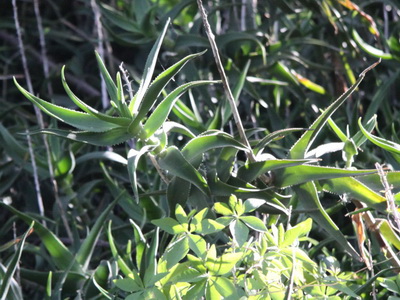 Aloe trepador/Climbing aloe