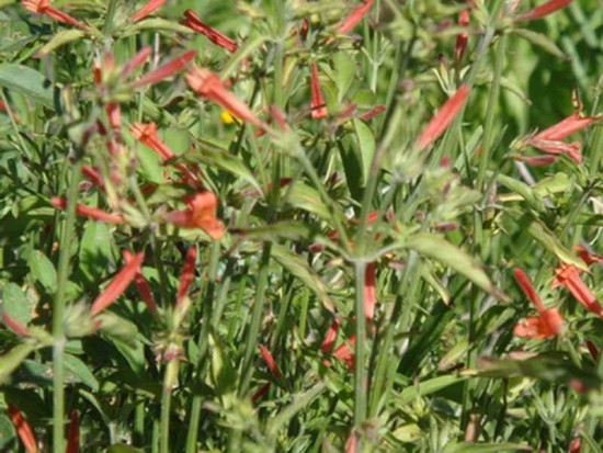 Canario rojo/Dicliptera tweediana