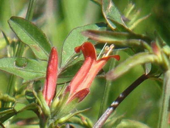 Canario rojo/Dicliptera tweediana