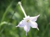 Tabaquillo/Longflower tobacco