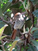 Viudita pico celesteH/Blue-billed Black-Tyrant