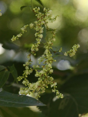 Zarzaparrilla colorada/Muehlenbeckia sagittifolia