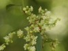 Zarzaparrilla colorada/Muehlenbeckia sagittifolia