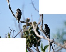 Carpinterito comúnH/White-barred PiculetF