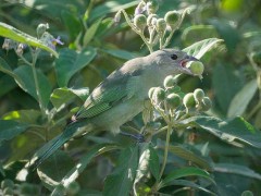 Celestino/Sayaca Tanager