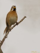 Chotoy/Chotoy Spinetail