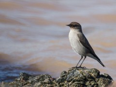 Dormilona cara negra/Dark-faced Ground-Tyrant