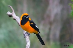 Matico/Orange-backed Troupial