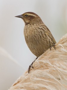 Varillero ala amarillaH/Yellow-winged BlackbirdF