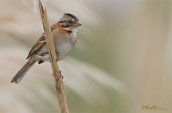 Chingolo/Rufous-collared Sparrow