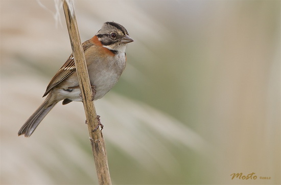 Chingolo/Rufous-collared Sparrow Chingolo/Rufous-collared Sparrow