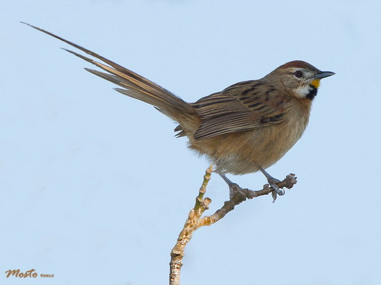 Chotoy/Chotoy Spinetail